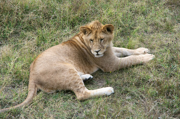 Fototapeta na wymiar Young lion in grass
