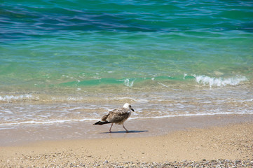 Young seagull on beach