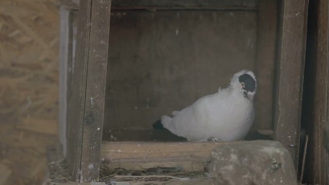 Two pigeonss pecking food.