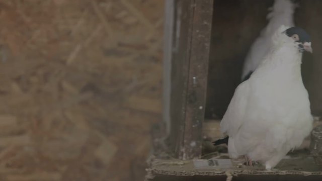 Two doves pecking food in box