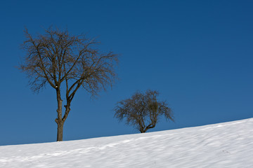 Winterlandschaft mit zwei Bäumen