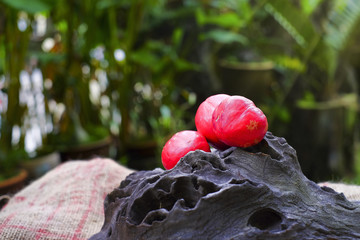 Buah Mahkota Dewa or Phaleria macrocarpa ,  Fruit of Crown Of God, God's crown   on the top of old wood with blurred as background
