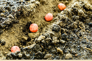 Planting peas in the ground. Peas seeding in the ground. Planting pea seeds in the ground. 