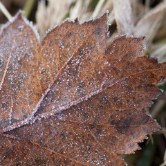 dry fallen brown leaf covered with hoarfrost