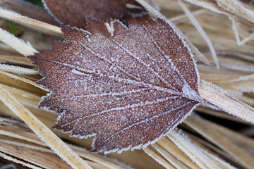 dry fallen brown leaf covered with hoarfrost