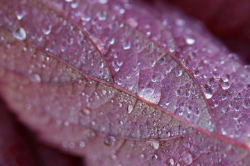 autumn beautiful burgundy leaf with drops of dew