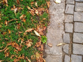 sidewalk made from little rock blocks with grass on a side and dry leaves