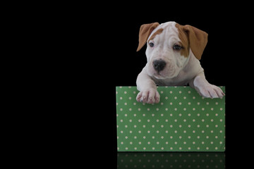 Cute puppy American Staffordshire Terrier with green gift box on a black background