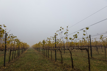 Obraz premium Vineyard in autumn, with mist and a lot of copy space