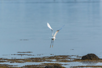 White egret, beautiful white bird who flies away 
