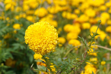 marigolds flowers in park