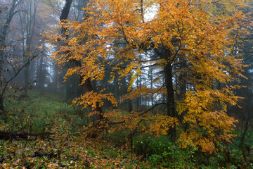 Scenic landscape of forest in fall and lonely tree