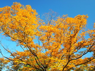 黄葉の欅と青空