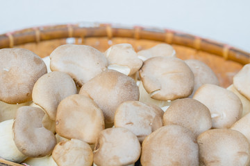 Fresh origin mushroom for healthy. origin mushroom ,thai food