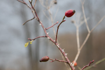 Dry plants. Brush