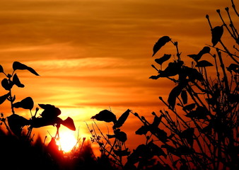 couch&eacute; de soleil