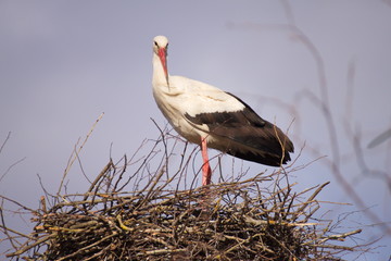 Stork watching you in the nest
