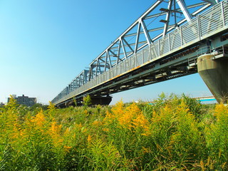 Fototapeta premium 背高泡立草と鉄橋