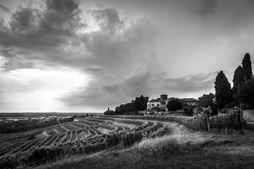 Storm over the vineyard