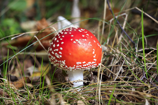 Beautiful, red fly agaric in the autumn forest.