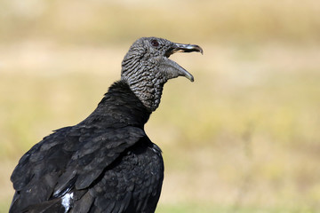 Black Vulture with Open Mouth, Rio Claro. Pantanal, Brazil