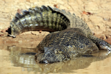 Naklejka premium Spectacled Caiman the Water by the River Bank. Rio Claro, Pantanal, Brazil