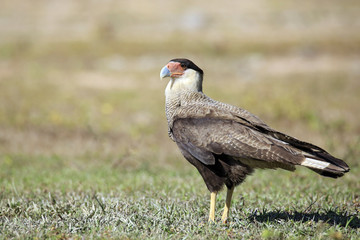 Southern Caracara on the Ground, Rio Claro. Pantanal, Brazil