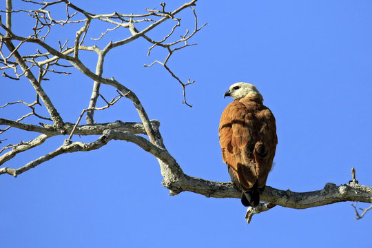 Black-collared Hawk in Profile, on a Branch. Rio Claro, Pantanal, Brazil