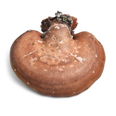 fomitopsis betulina mushroom