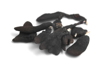 xylaria polymorpha fungus