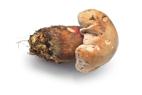 caloboletus calopus mushroom