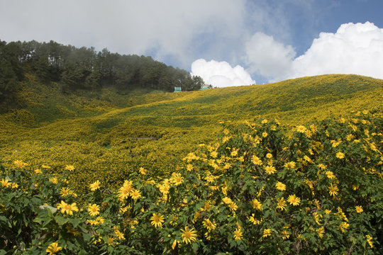 Tung Bua Tong or Mexican sunflower bloom in winter on the mountain in Thailand.