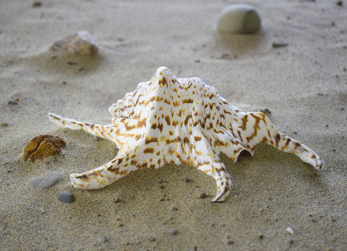 sea shell motley 