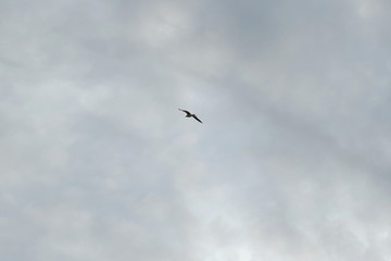 Fototapeta premium seagull in the cloud