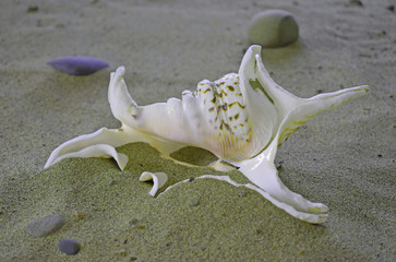 seashell in the sand 