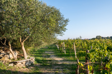 Olive trees and vineyard in late summer