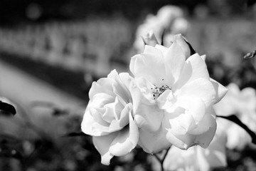 fiore bianco e nero