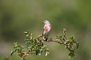The linnet is a small passerine bird of the finch family, Fringillidae. It derives its scientific name from its fondness for hemp. Ukraine. 2017. 