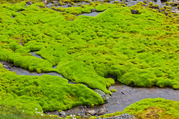 Iceland Small River Stream with green moss