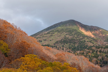 Fototapeta premium Beautiful autumn colour season at Hakkoda area, Aomori, Japan. 