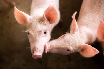 Pigs at the farm. Meat industry. Pig farming to meet the growing demand for meat in thailand and...