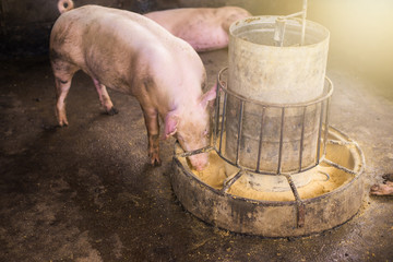 One pigs are eating .food from feeder at the farm,swine in the stall.