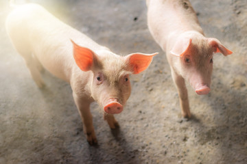 two pigs at the farm. Meat industry. Pig farming to meet the growing demand for meat in thailand and international.
