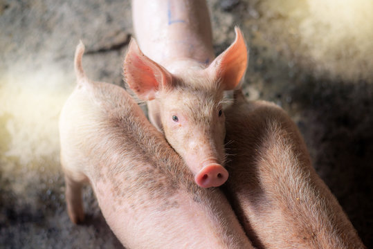 pigs at the farm. Meat industry. Pig farming to meet the growing demand for meat in thailand and international.