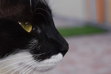 Close up of beautyful cat. 