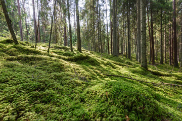 Old forest with moss covered trees and rays of sun