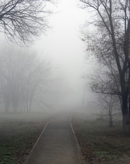 foggy morning. tree and road in fog