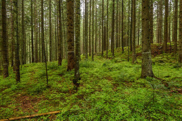 Old forest with moss covered trees and rays of sun