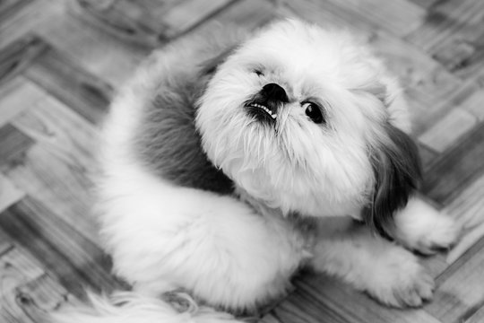 Cute white and brown puppy Bichon Maltez dog, looking funny