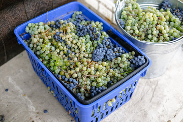 Freshly picked blue and green grapes.